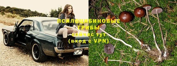 PSILOCYBIN Алексеевка